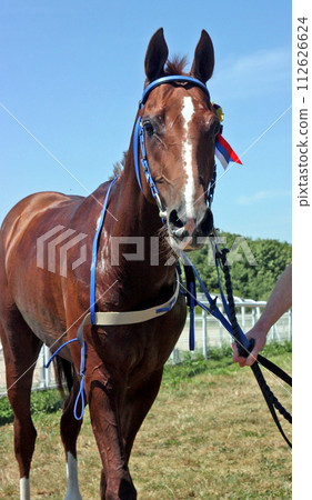 Portrait of winner close up. 112626624