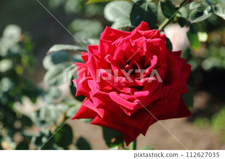 Arao City Ominous Citizen Flower Bed Rose Flower, Arao City Ominous Citizen Flower Bed Rose Flower, 112627035