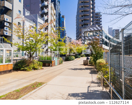Tokyo, around Shibuya River where Kawazu cherry blossoms bloom 112627114