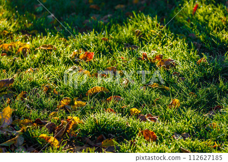 fallen autumn leaves on green grass covered with morning dew, closeup with selective focus 112627185