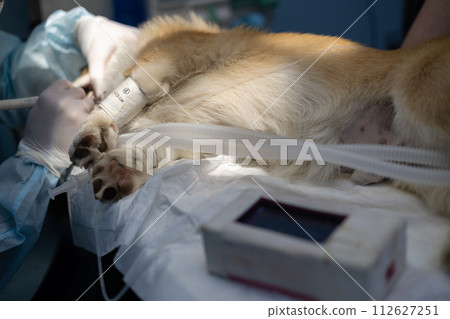 While the anesthetized pet sleeps, the veterinarian cleans his teeth. The owner took the pet to the veterinary clinic to have his teeth cleaned. The veterinarian removes tartar from the teeth. 112627251