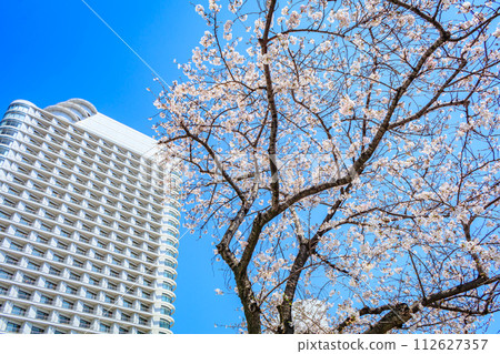 [Urban landscape of Kanagawa] Cherry blossoms around Minato Mirai 112627357