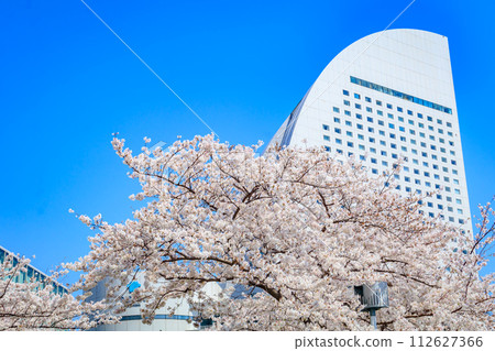 [神奈川的都會景觀]港未來週邊的櫻花 112627366