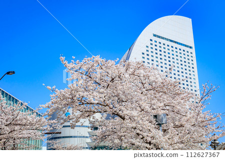 [神奈川的都會景觀]港未來週邊的櫻花 112627367