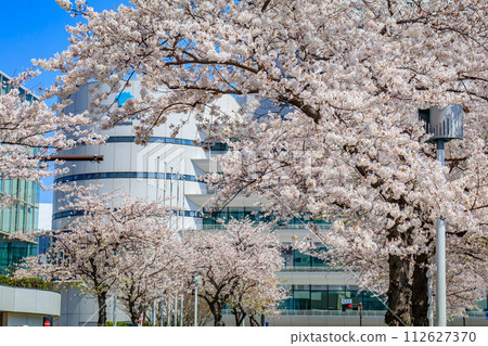 [Urban landscape of Kanagawa] Cherry blossoms around Minato Mirai 112627370