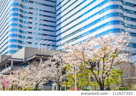 [Urban landscape of Kanagawa] Cherry blossoms around Minato Mirai 112627383