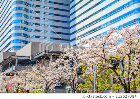 [Urban landscape of Kanagawa] Cherry blossoms around Minato Mirai 112627384