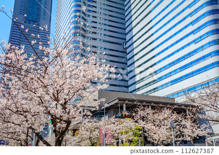 [Urban landscape of Kanagawa] Cherry blossoms around Minato Mirai 112627387