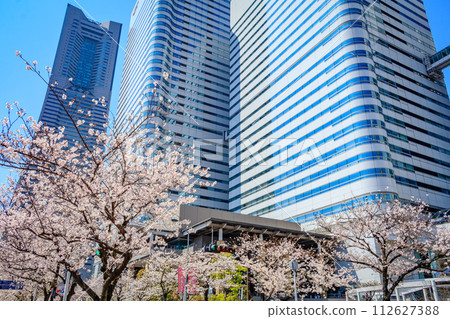 [Urban landscape of Kanagawa] Cherry blossoms around Minato Mirai 112627388