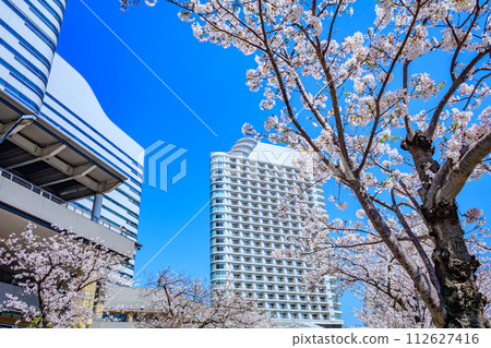 [Urban landscape of Kanagawa] Cherry blossoms around Minato Mirai 112627416