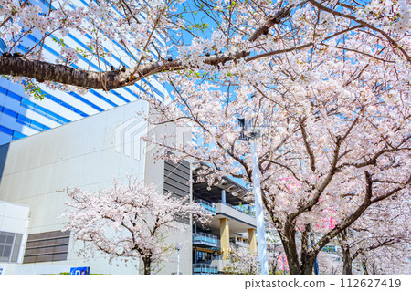 [Urban landscape of Kanagawa] Cherry blossoms around Minato Mirai 112627419