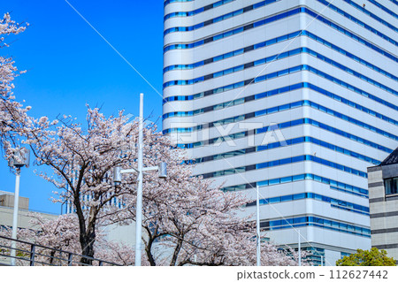 [Urban landscape of Kanagawa] Cherry blossoms around Minato Mirai 112627442