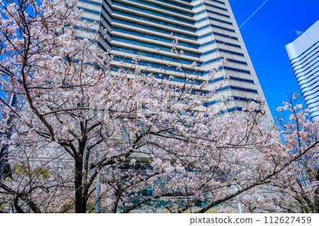 [Urban landscape of Kanagawa] Cherry blossoms around Minato Mirai 112627459