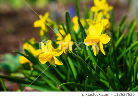 A flower that heralds the arrival of spring: mini daffodils, taetate 112627626