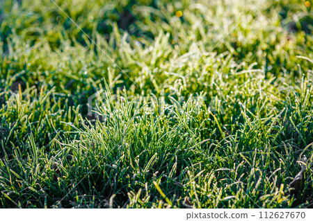 frosty green grass at morning closeup with selective focus and backlight frosty green grass at morning closeup with selective focus and backlight 112627670