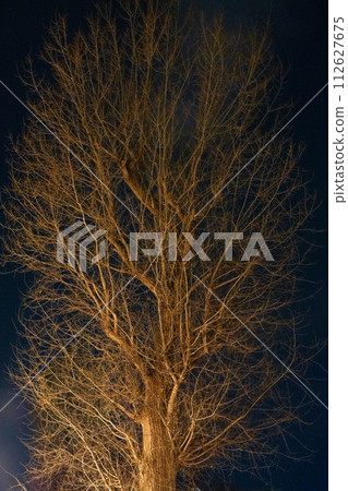 winter tree without leaves winter tree without leaves 112627675