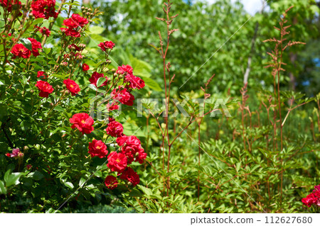 Landscaping, gardening. Red climbing rose bush in a green park 112627680