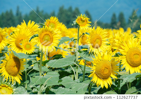 Sunflower (Tsunan Sunflower Square) 112627737