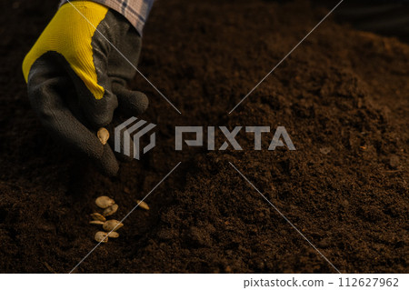 A woman with gloved fingers plants white seeds in fresh dark brown fertile soil. Close-up. Preparing for the summer cottage season in the spring. View from above. 112627962