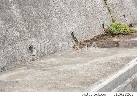 Weeds growing from gaps in concrete Weeds growing from gaps in concrete 112628202