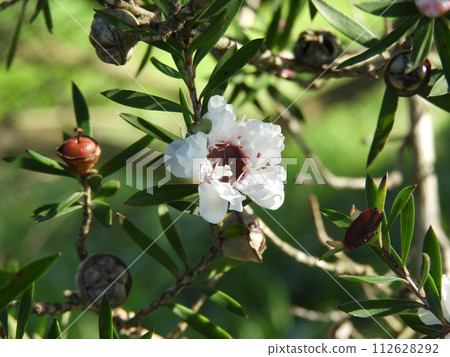 Manuka or leptospermum scoparium flower and fruits. Manuka or leptospermum scoparium flower and fruits. 112628292