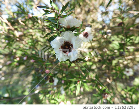 Leptospermum scoparium or manuka flowers. 112628293
