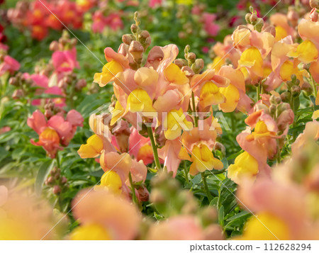 Bright flowerbed with antirrhinum majus or common snapdragon flowering plants 112628294