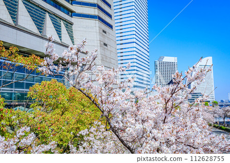 [神奈川的都會景觀]港未來週邊的櫻花 112628755