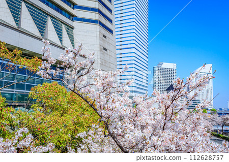 [Urban landscape of Kanagawa] Cherry blossoms around Minato Mirai 112628757