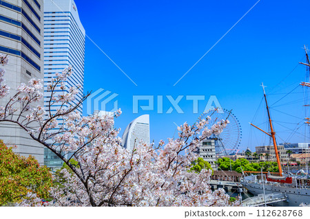 [Urban landscape of Kanagawa] Cherry blossoms around Minato Mirai 112628768