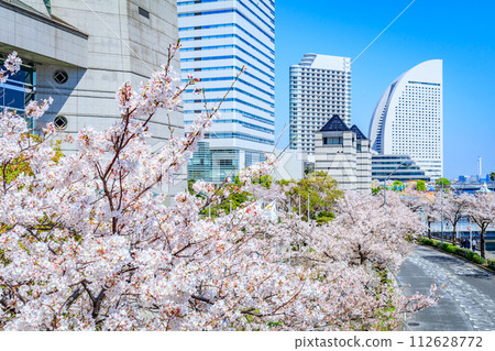 [Urban landscape of Kanagawa] Cherry blossoms around Minato Mirai 112628772