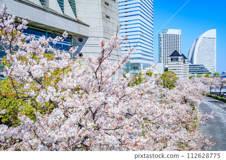 [Urban landscape of Kanagawa] Cherry blossoms around Minato Mirai 112628775