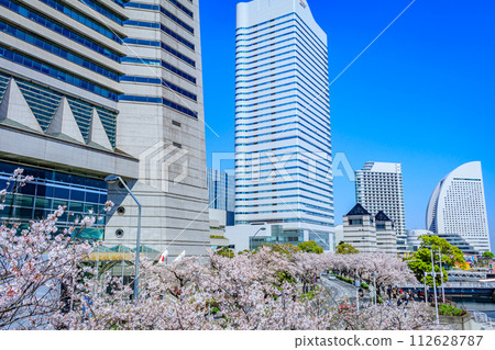 [神奈川的都會景觀]港未來週邊的櫻花 112628787