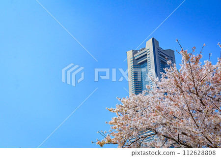 [Urban landscape of Kanagawa] Cherry blossoms around Minato Mirai 112628808