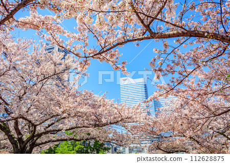 [神奈川的都會景觀]港未來週邊的櫻花 112628875