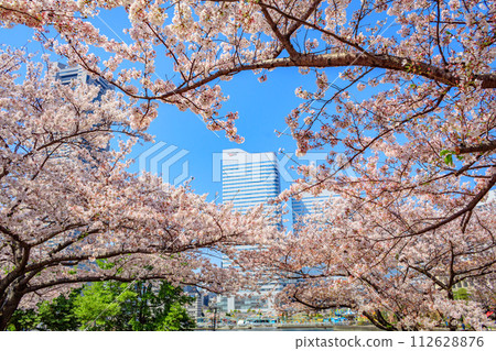 [Urban landscape of Kanagawa] Cherry blossoms around Minato Mirai 112628876