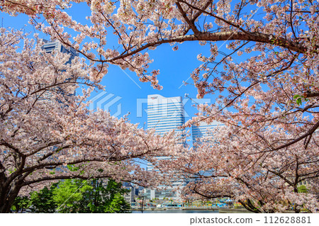 [Urban landscape of Kanagawa] Cherry blossoms around Minato Mirai 112628881