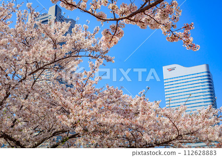 [Urban landscape of Kanagawa] Cherry blossoms around Minato Mirai 112628883