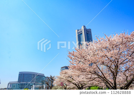 [Urban landscape of Kanagawa] Cherry blossoms around Minato Mirai 112628888