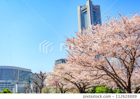 [Urban landscape of Kanagawa] Cherry blossoms around Minato Mirai 112628889