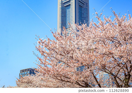 [Urban landscape of Kanagawa] Cherry blossoms around Minato Mirai 112628890