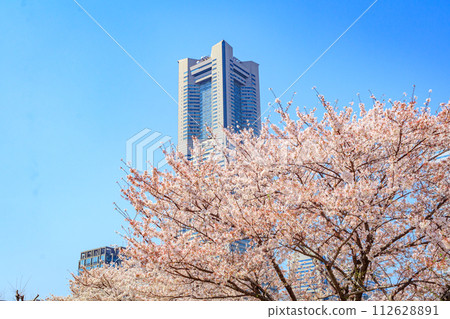 [Urban landscape of Kanagawa] Cherry blossoms around Minato Mirai 112628891