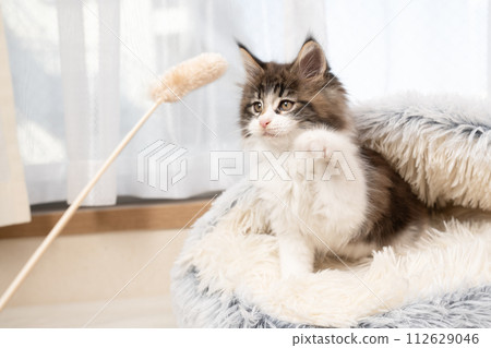 貓玩耍和緬因浣熊小貓 112629046