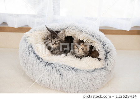 兩隻小貓在灰色的床上 112629414