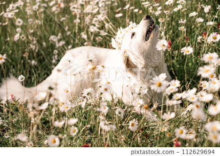Daisies white dog Maremma Sheepdog in a wreath of daisies sits on a green lawn with wild flowers daisies, walks a pet. Cute photo with a dog in a wreath of daisies. 112629694