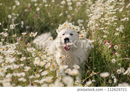 Daisies white dog Maremma Sheepdog in a wreath of daisies sits on a green lawn with wild flowers daisies, walks a pet. Cute photo with a dog in a wreath of daisies. Daisies white dog Maremma Sheepdog in a wreath of daisies sits on a green lawn with wild flowers daisies, walks a pet. Cute photo with a dog in a wreath of daisies. 112629721