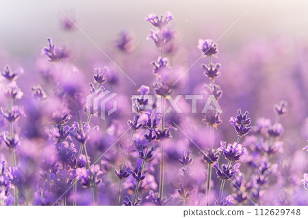 Lavender flower background. Violet lavender field sanset close up. Lavender flowers in pastel colors at blur background. Nature background with lavender in the field. Lavender flower background. Violet lavender field sanset close up. Lavender flowers in pastel colors at blur background. Nature background with lavender in the field. 112629748