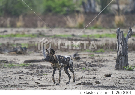 African Wild Dog 112630101