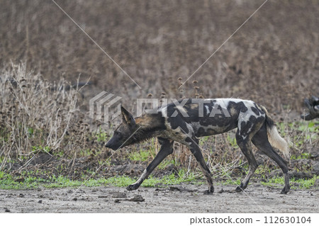 African Wild Dog 112630104
