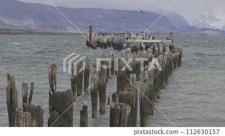 Cormorants Resting on Old Wooden Jetty Pillars by the Lake 112630157